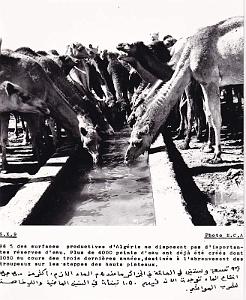 Algerie propagande 026